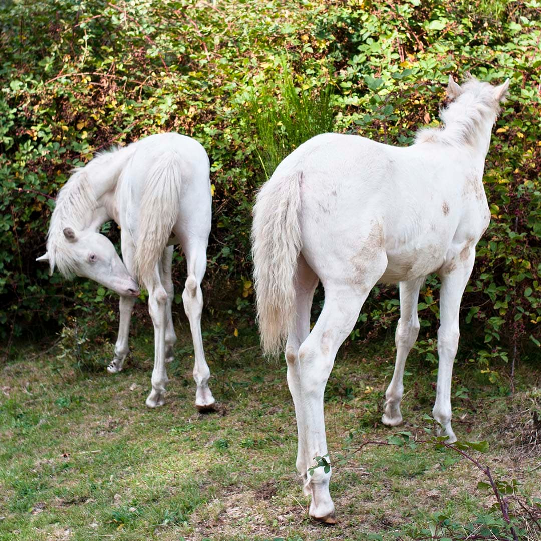 Kais et Kairaan de l'Atlas