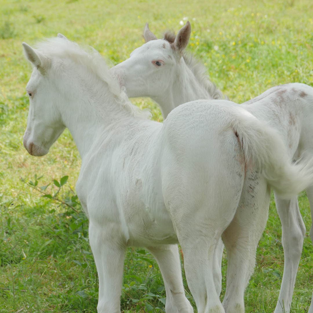 Kais et Kairaan de l'Atlas