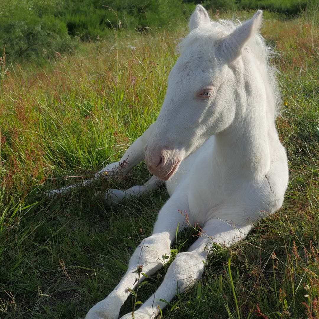 Kairaan de l'Atlas